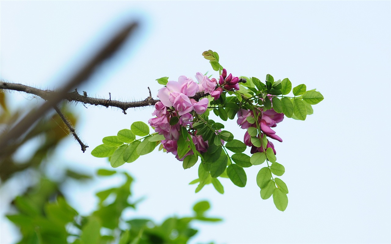 ホワイトピンクのイナゴの木の花のHDの壁紙 #11 - 1280x800