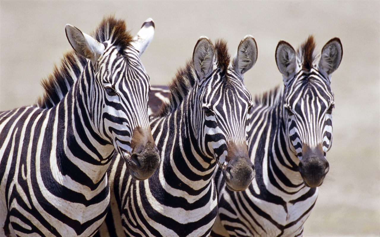 Black and white striped animal, zebra HD wallpapers #1 - 1280x800