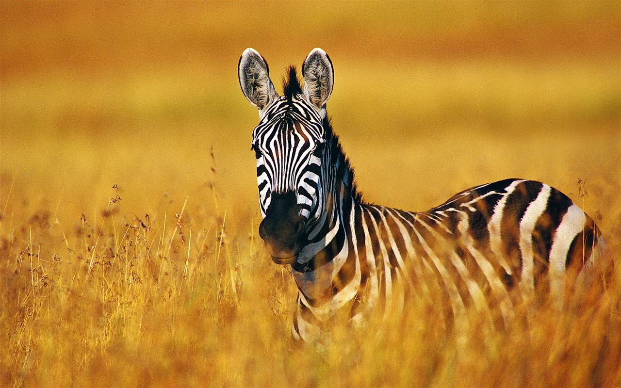 Black and white striped animal, zebra HD wallpapers #4 - 1280x800