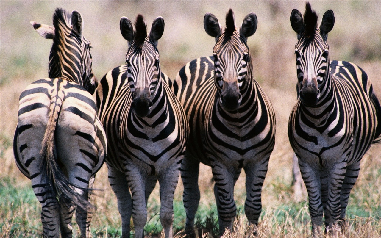 Schwarz-weiß gestreifte Tier, Zebra HD Wallpaper #5 - 1280x800