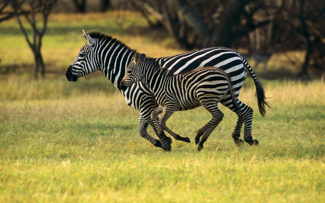 Schwarz-weiß gestreifte Tier, Zebra HD Wallpaper #6 - 1280x800