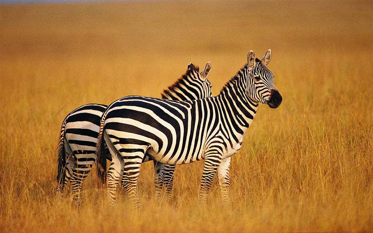 Black and white striped animal, zebra HD wallpapers #7 - 1280x800