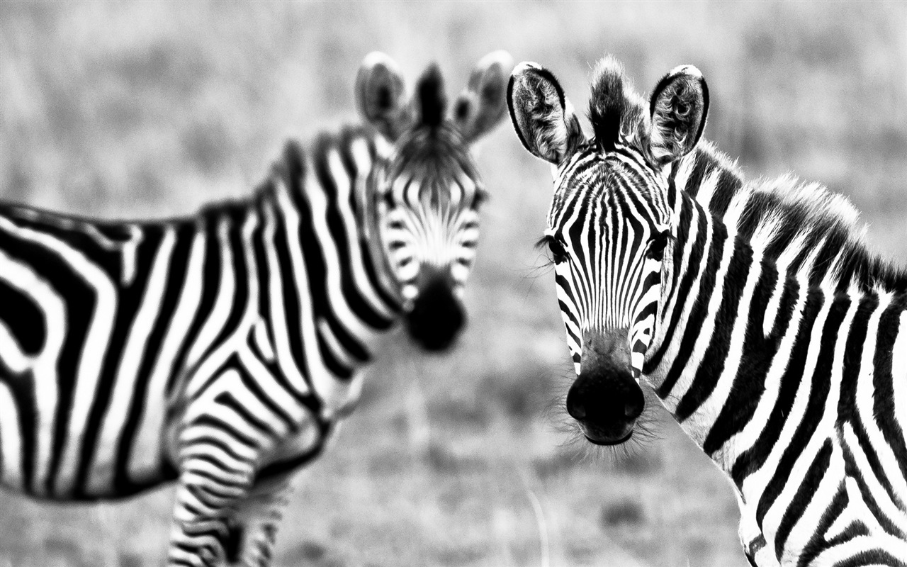 검은 색과 흰색 줄무늬 동물, 얼룩말의 HD 배경 화면 #8 - 1280x800