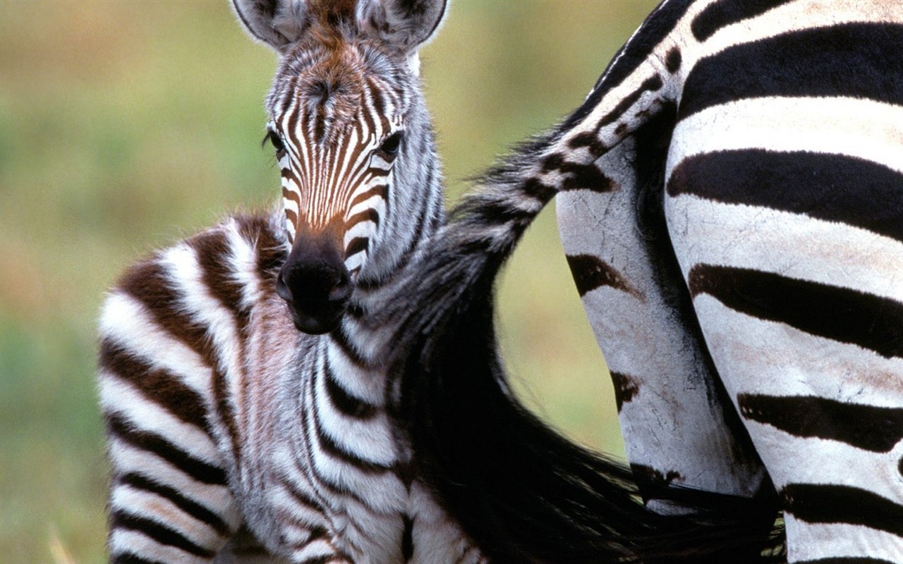 Schwarz-weiß gestreifte Tier, Zebra HD Wallpaper #10 - 1280x800