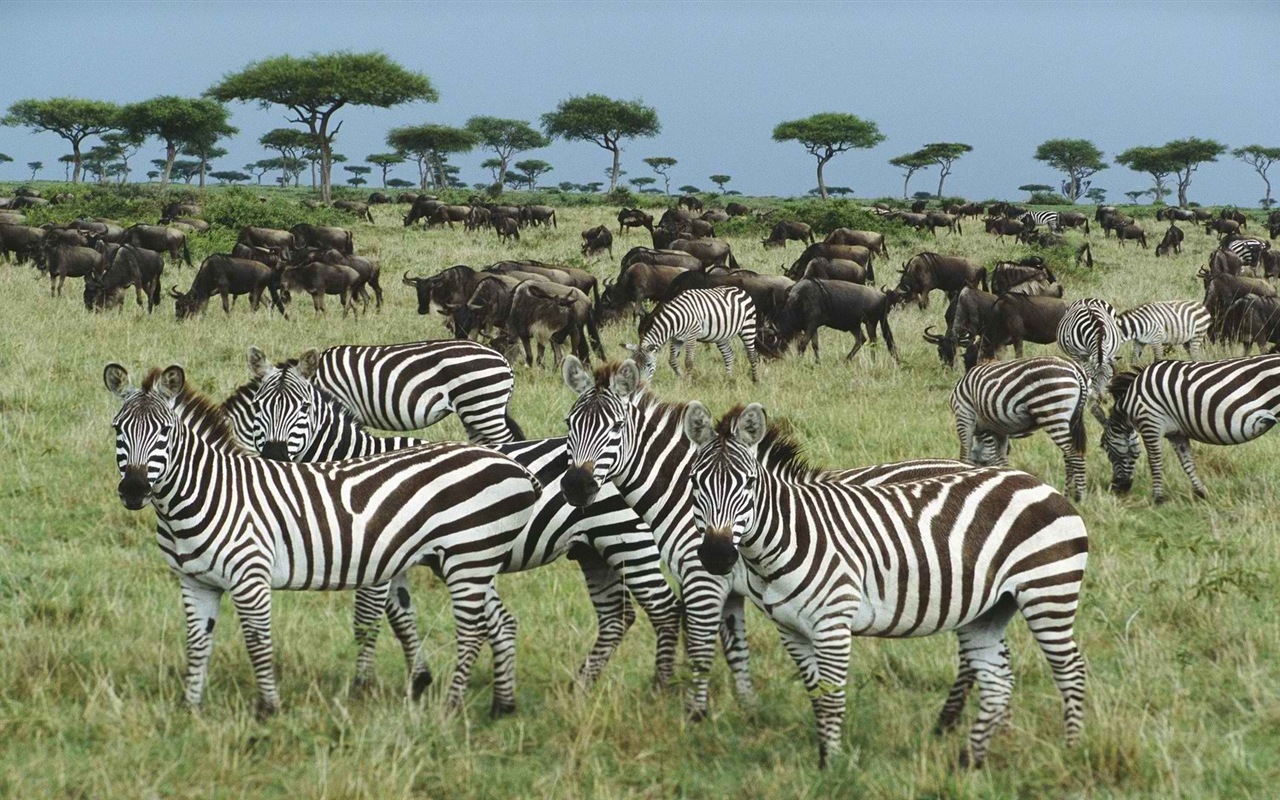Schwarz-weiß gestreifte Tier, Zebra HD Wallpaper #12 - 1280x800