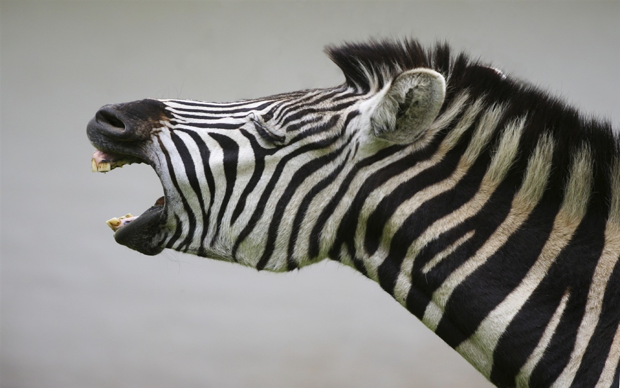 Black and white striped animal, zebra HD wallpapers #14 - 1280x800