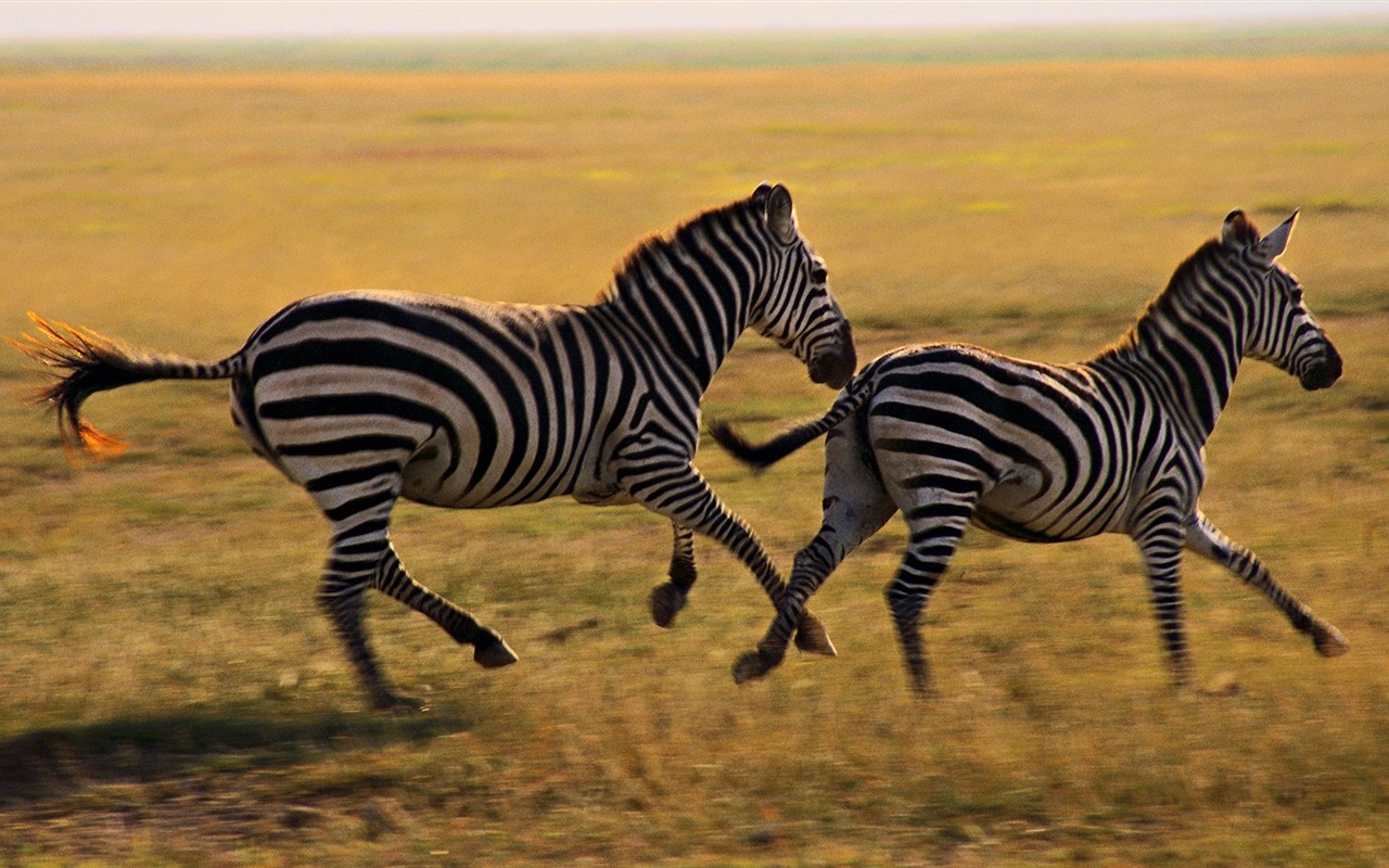 Schwarz-weiß gestreifte Tier, Zebra HD Wallpaper #15 - 1280x800