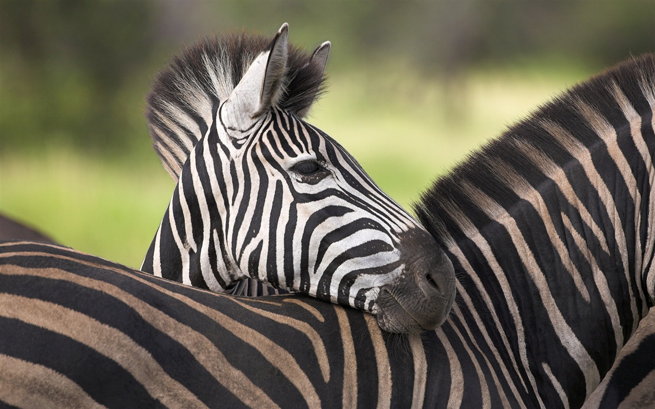 Animal rayé noir et blanc, zèbre fonds d'écran HD #16 - 1280x800