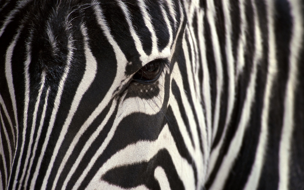 검은 색과 흰색 줄무늬 동물, 얼룩말의 HD 배경 화면 #17 - 1280x800
