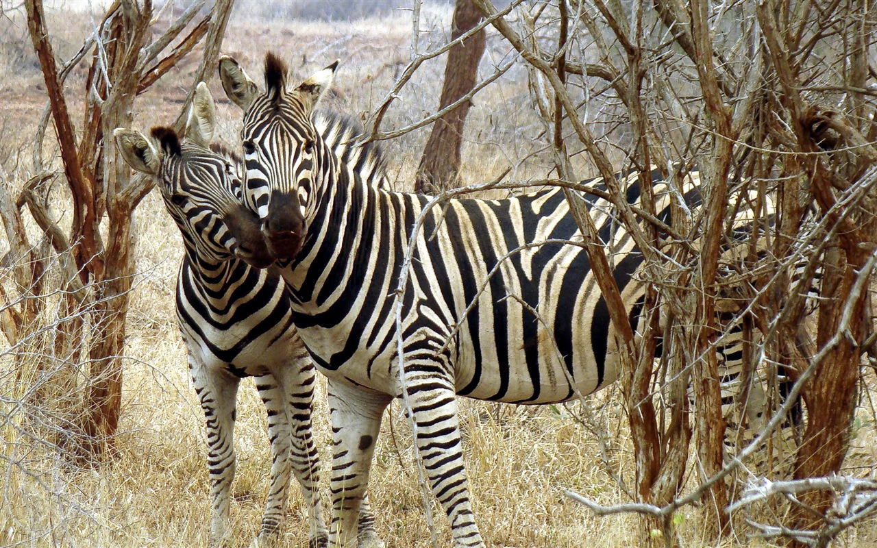Black and white striped animal, zebra HD wallpapers #20 - 1280x800