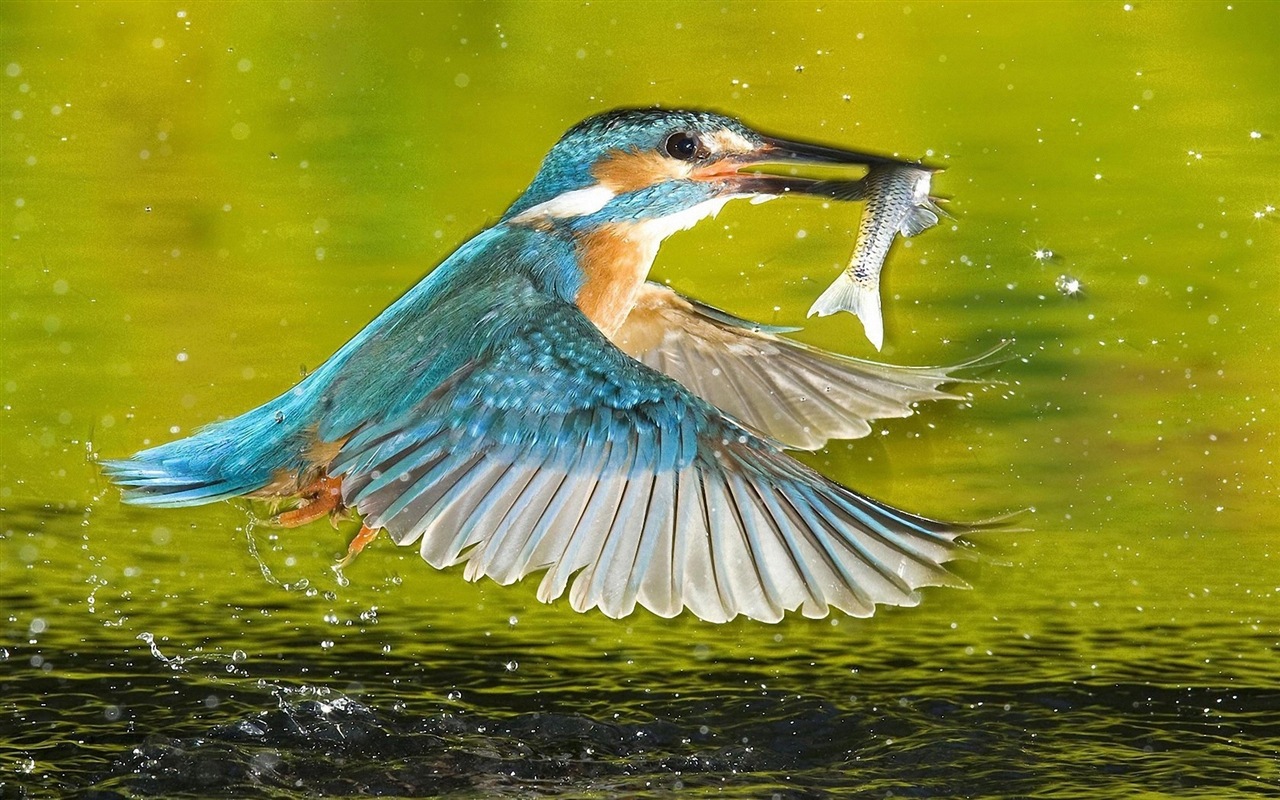 Fishing master, kingfisher HD wallpapers #12 - 1280x800