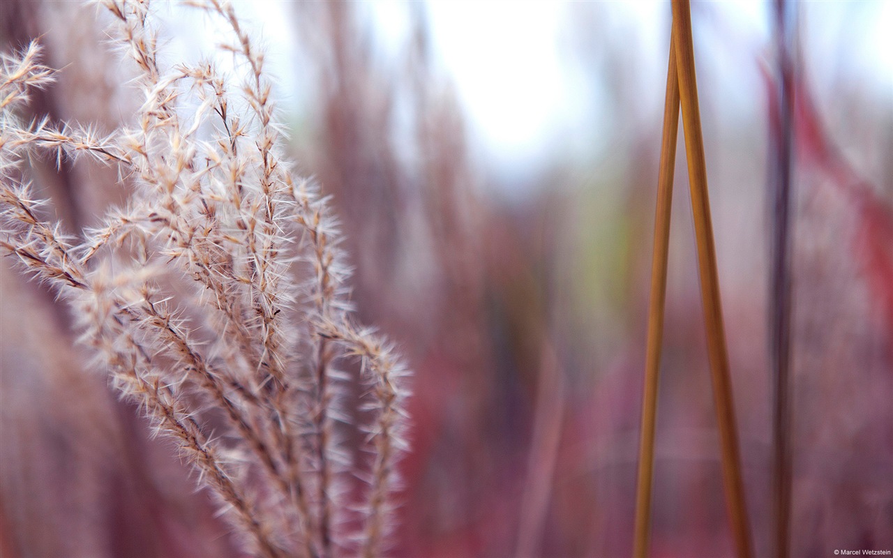 五颜六色的鲜花特写，Windows 8 高清壁纸6 - 1280x800