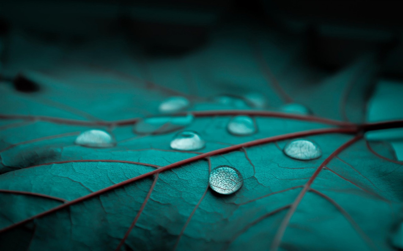 Plant leaves with dew HD wallpapers #8 - 1280x800