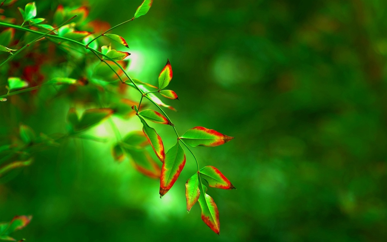 Листья растений с росы HD обои #11 - 1280x800