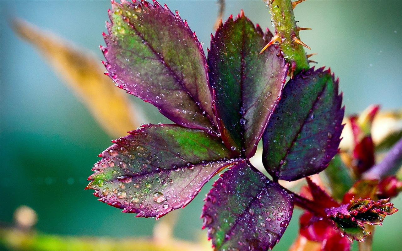 Plant leaves with dew HD wallpapers #15 - 1280x800