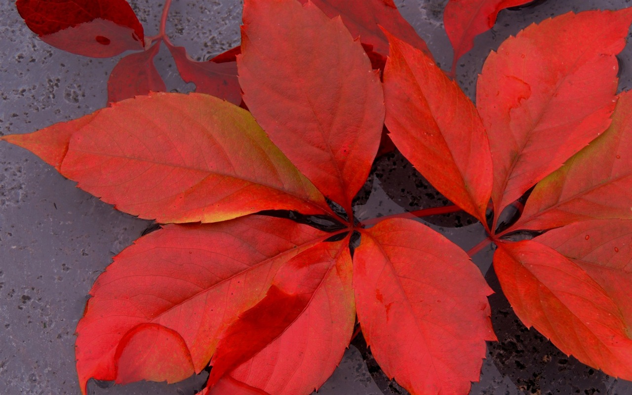 叶子与露珠 高清植物壁纸16 - 1280x800