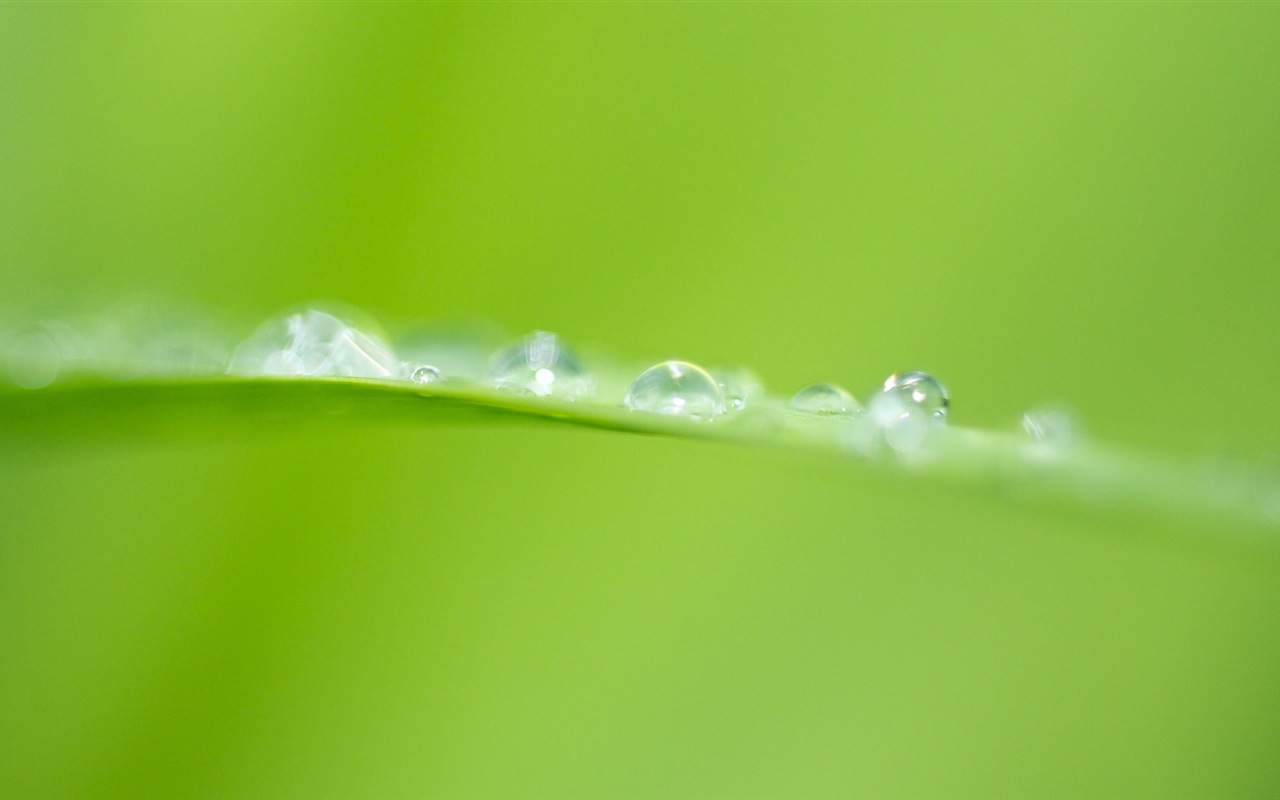 Plant leaves with dew HD wallpapers #20 - 1280x800