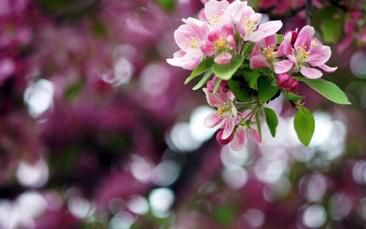 Макро красивых обоев цветы HD #2 - 1280x800