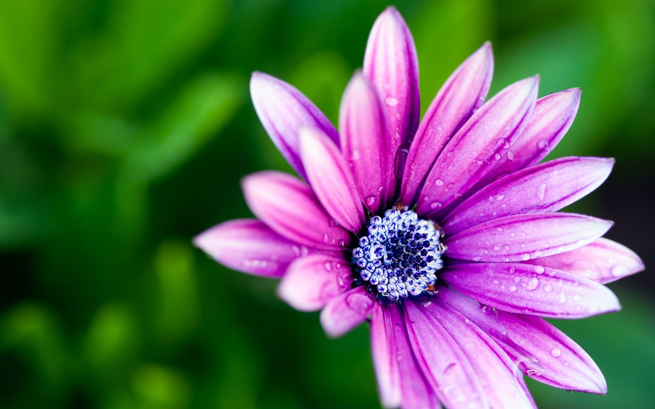 Макро красивых обоев цветы HD #15 - 1280x800