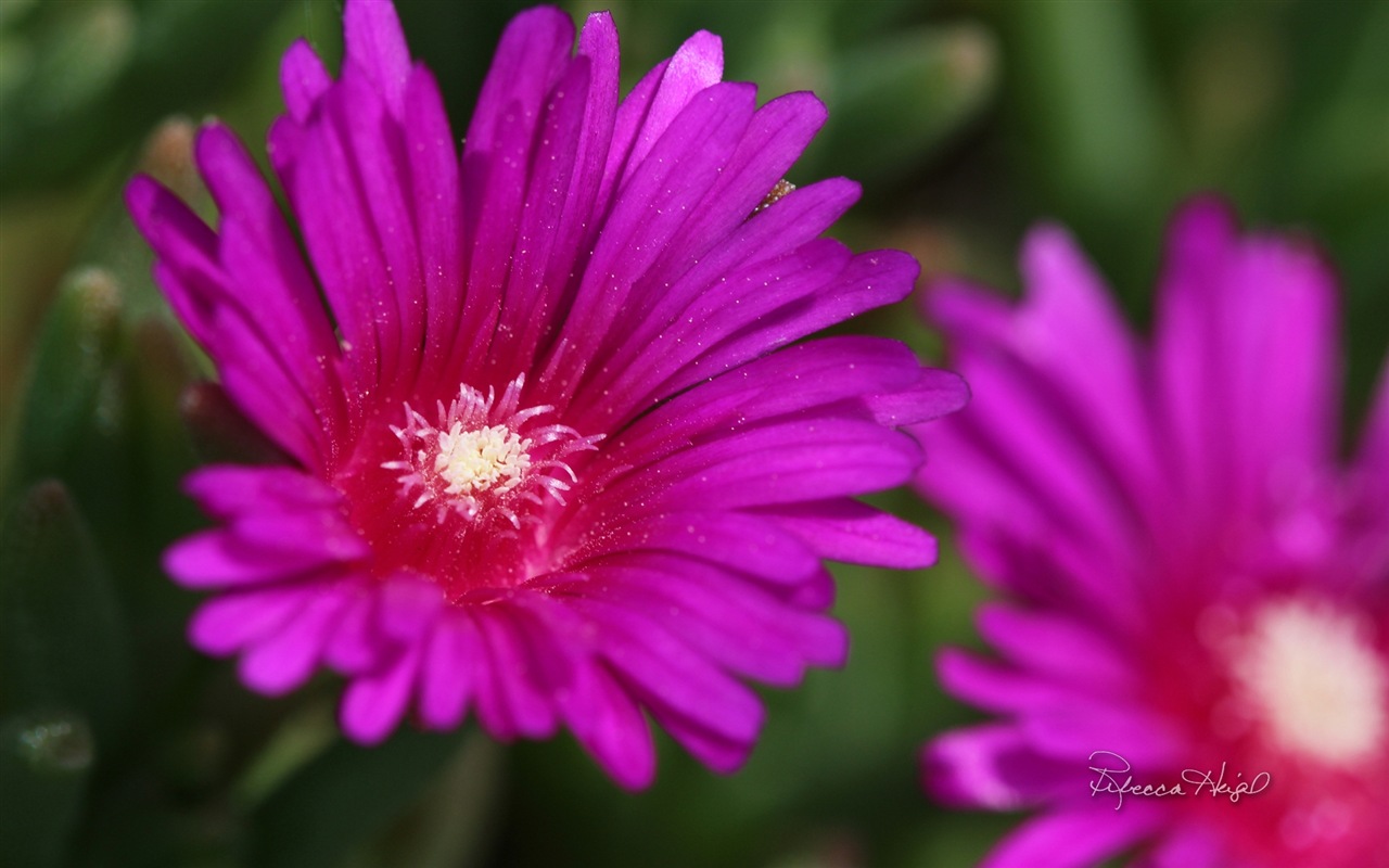 봄 꽃의 꽃, 윈도우 8 테마 배경 화면 #14 - 1280x800