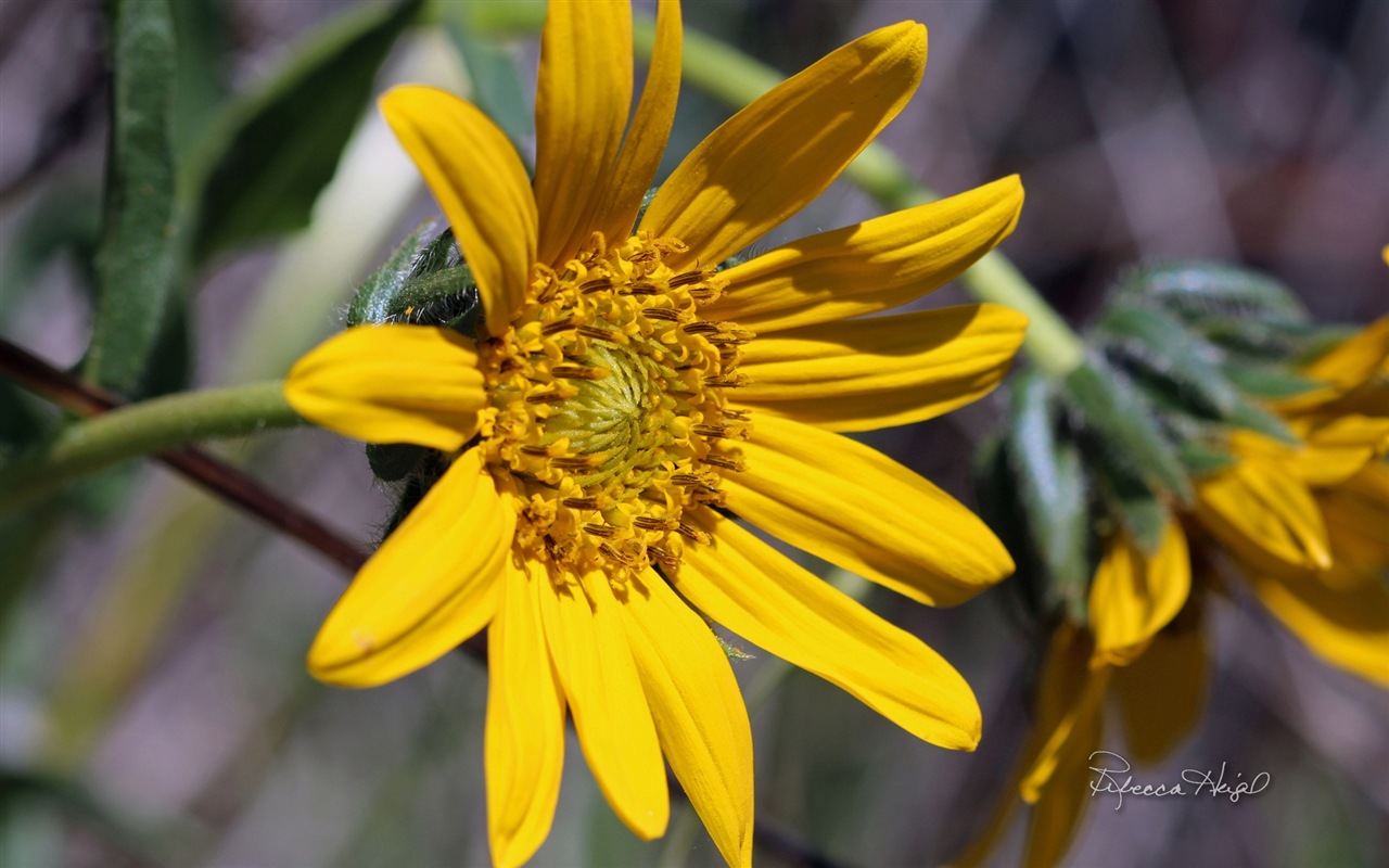 春の花が咲く、Windowsの8テーマの壁紙 #15 - 1280x800