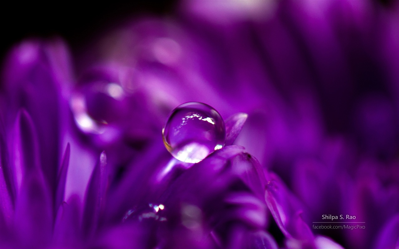 Flowers with dew close-up, Windows 8 HD wallpaper #1 - 1280x800