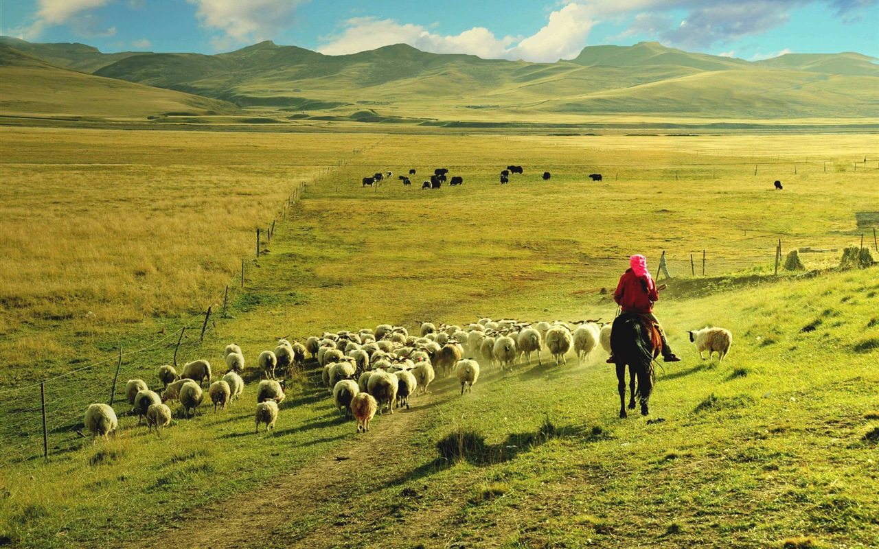 Qinghai Meseta hermoso fondo de pantalla paisajes #7 - 1280x800