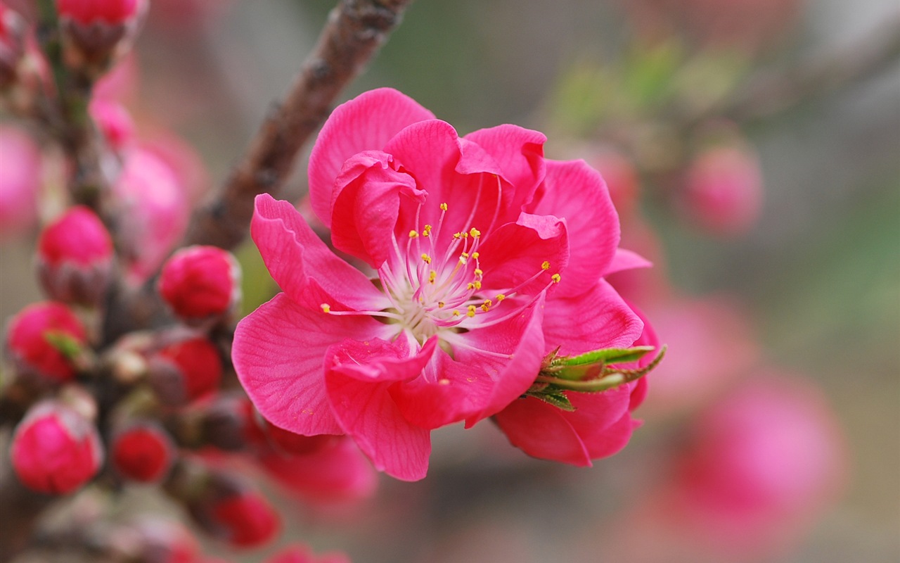 Розовый персик цветы обои #1 - 1280x800