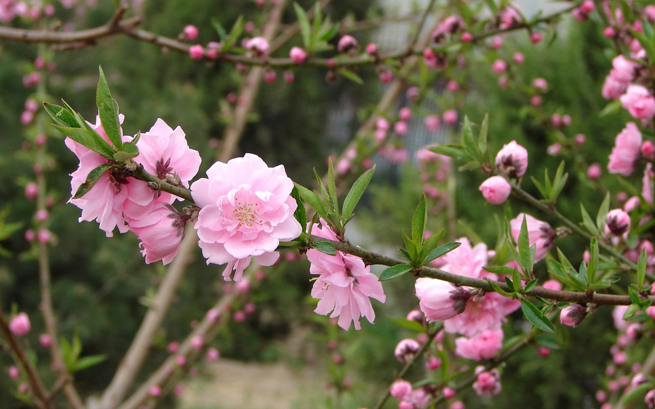 Розовый персик цветы обои #6 - 1280x800