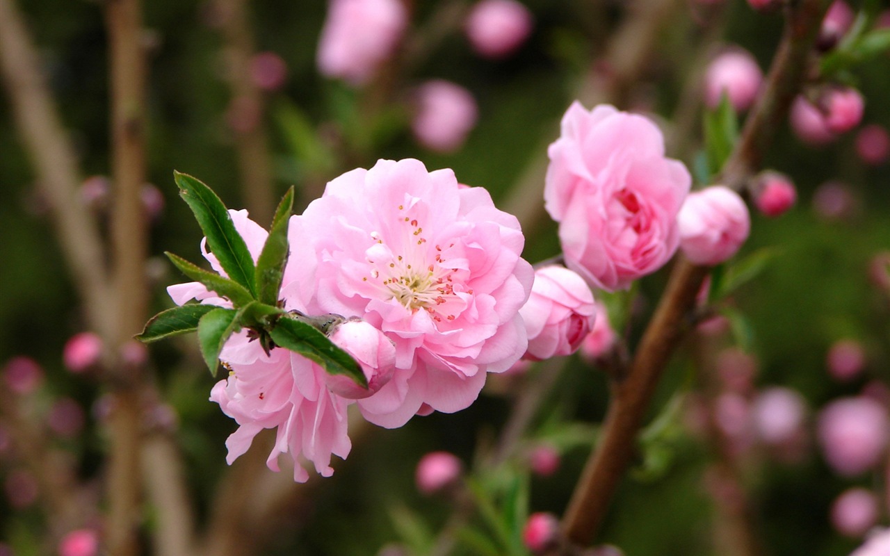 Розовый персик цветы обои #7 - 1280x800