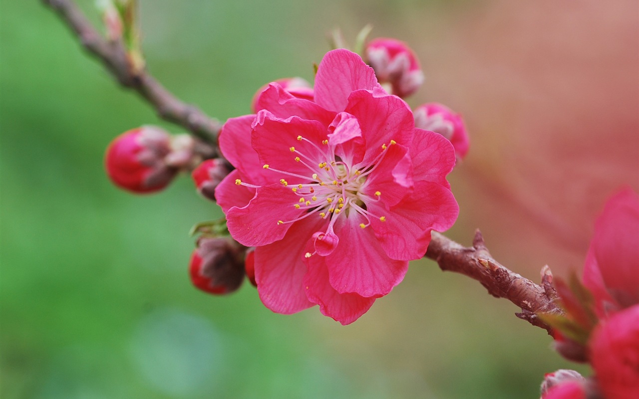 Розовый персик цветы обои #10 - 1280x800