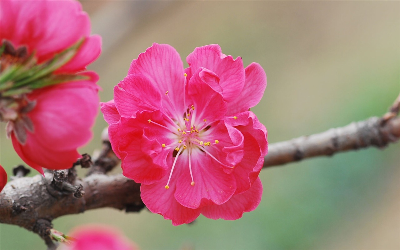 Розовый персик цветы обои #13 - 1280x800