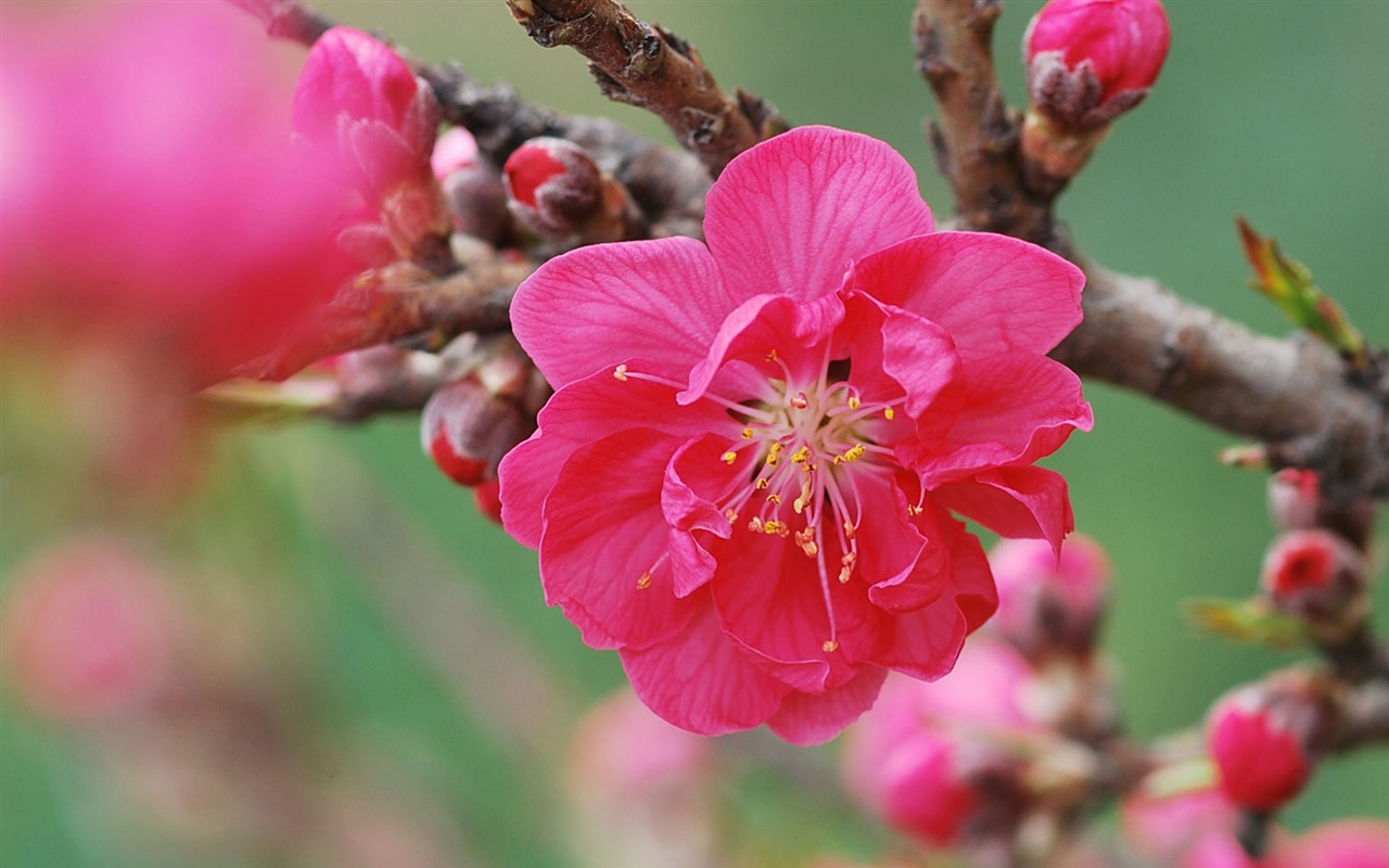Розовый персик цветы обои #14 - 1280x800