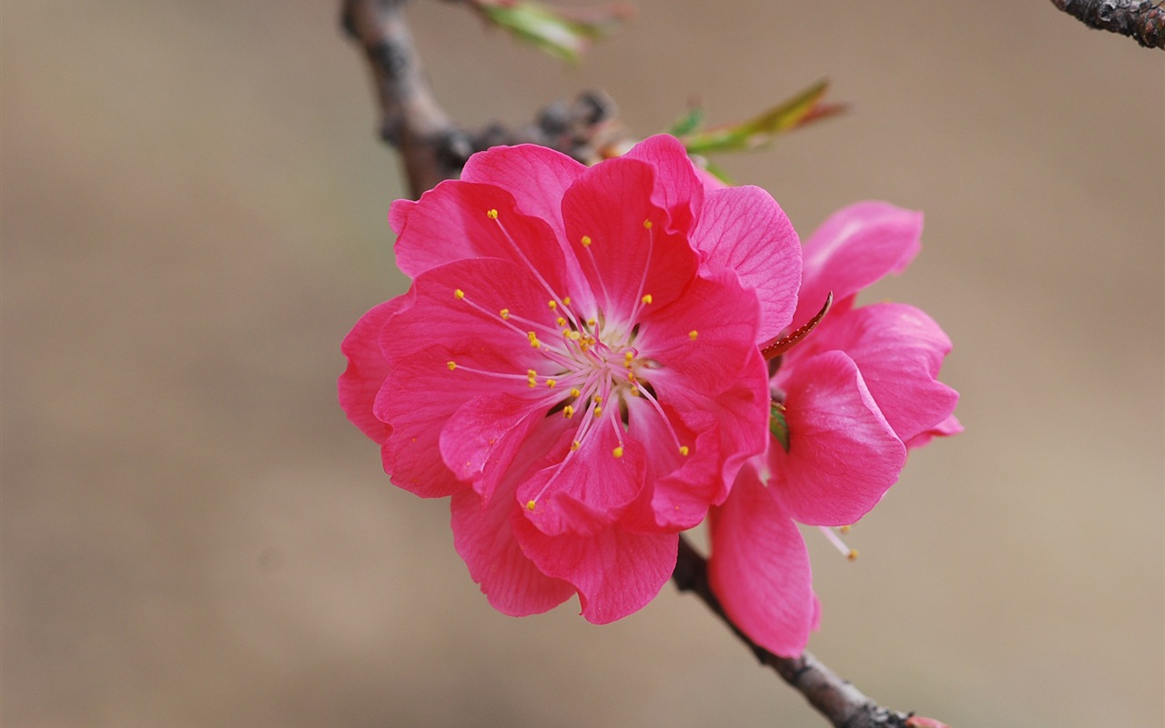 Розовый персик цветы обои #15 - 1280x800