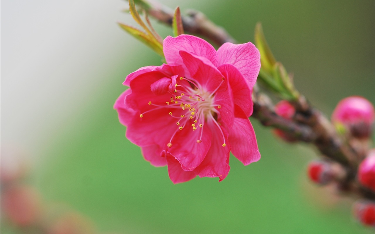 Розовый персик цветы обои #16 - 1280x800