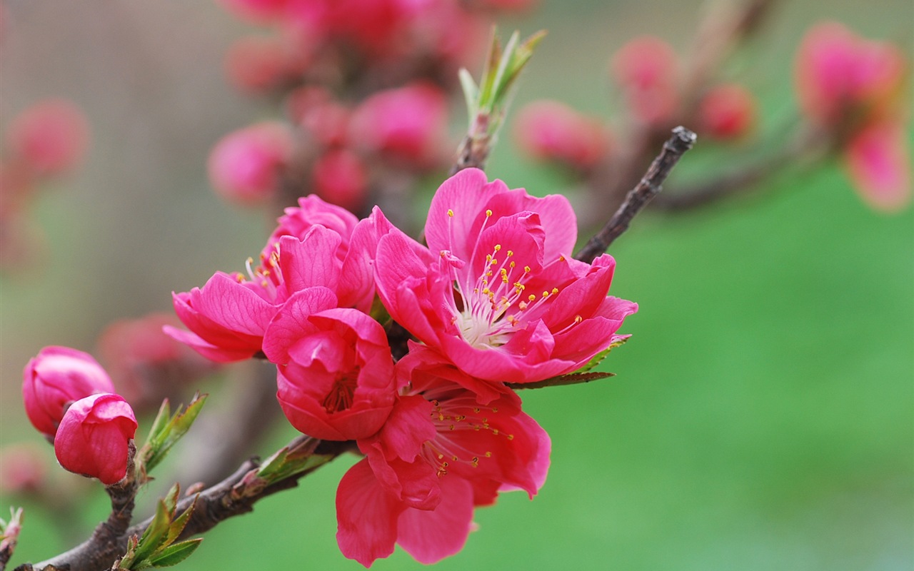 Розовый персик цветы обои #18 - 1280x800