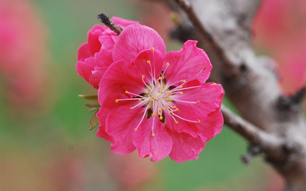 Розовый персик цветы обои #19 - 1280x800