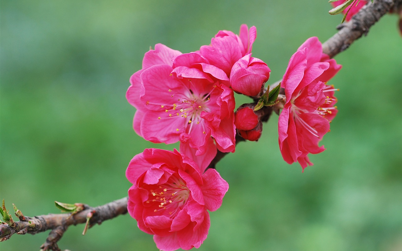 Розовый персик цветы обои #20 - 1280x800