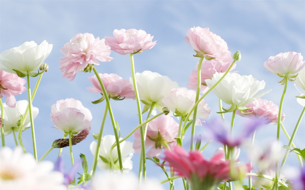 헷갈리는 아름다운 꽃의 HD 벽지 #11 - 1280x800