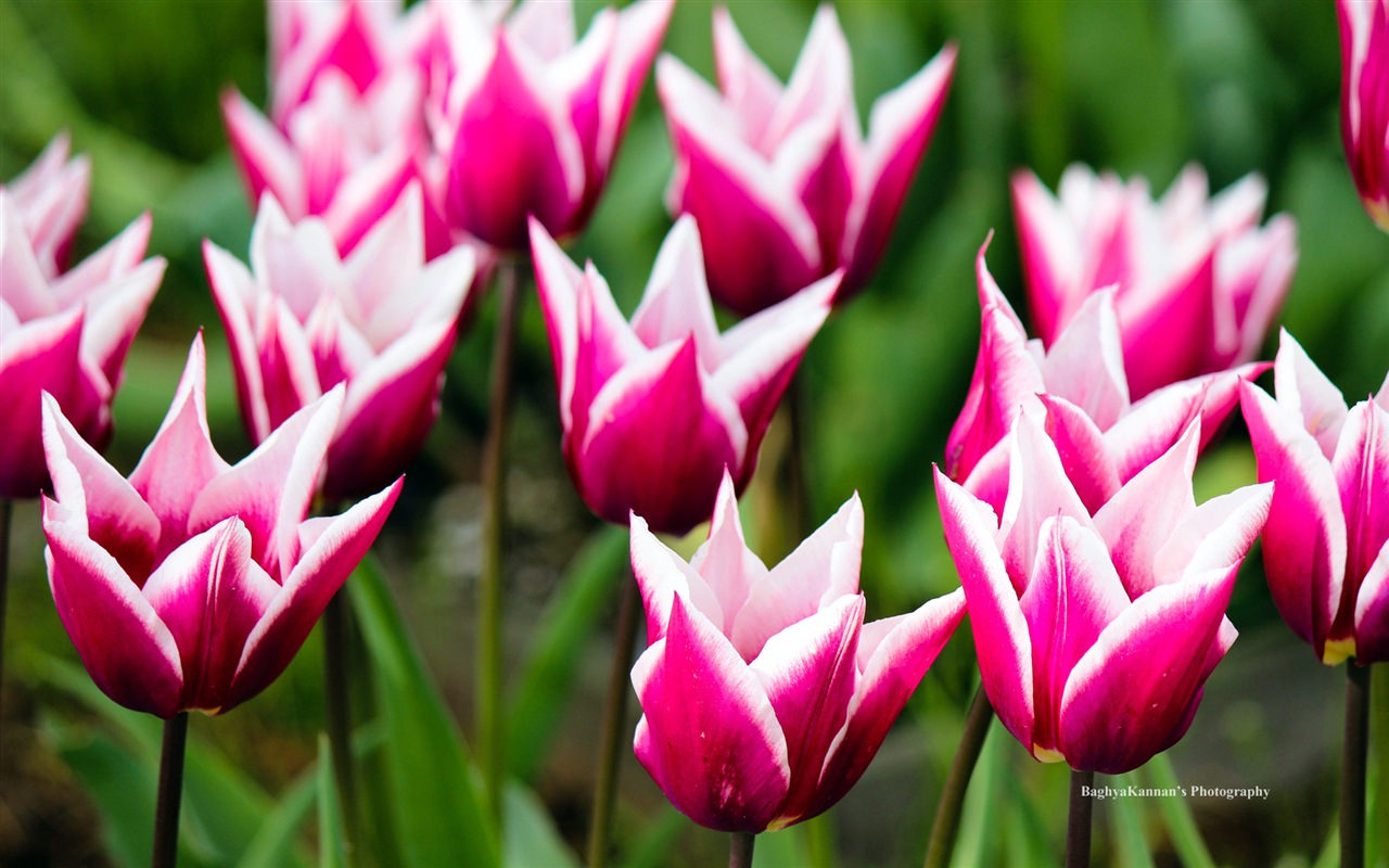 Krásné květy tulipánů, Windows 8 téma HD Tapety na plochu #1 - 1280x800