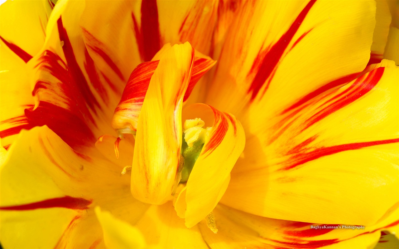 美丽的郁金香花，Windows 8 主题高清壁纸2 - 1280x800