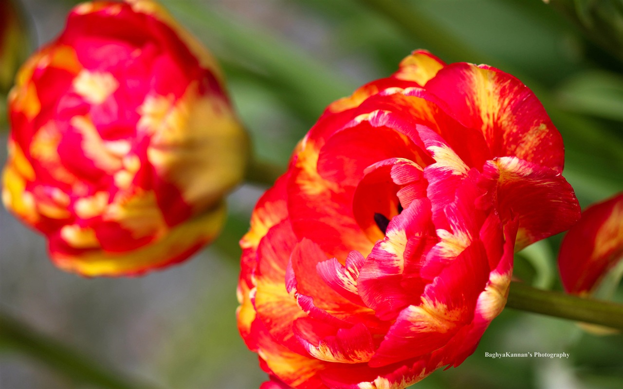 美丽的郁金香花，Windows 8 主题高清壁纸3 - 1280x800