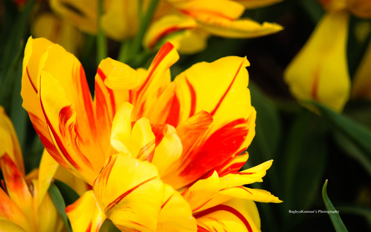 아름다운 튤립 꽃, 윈도우 8 테마의 HD 배경 화면 #4 - 1280x800