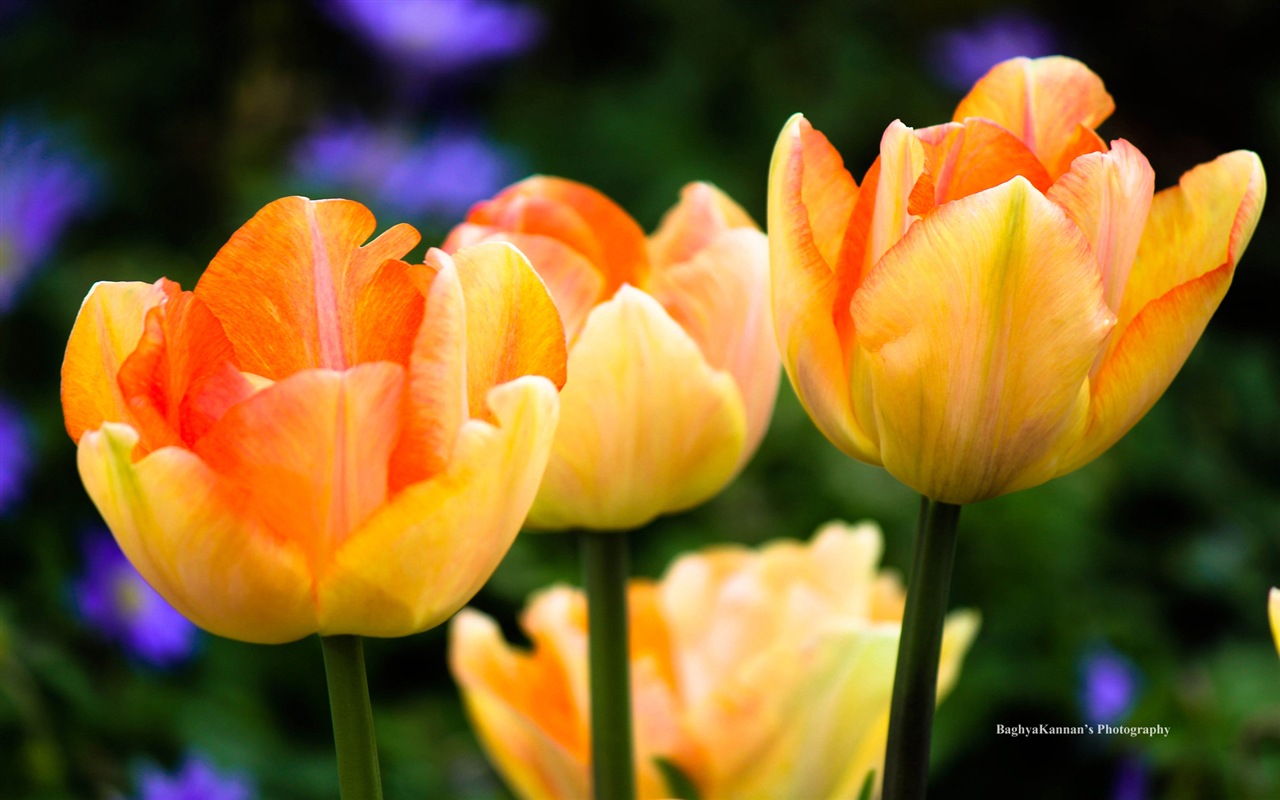 美麗的鬱金香花，Windows 8 主題高清壁紙 #6 - 1280x800