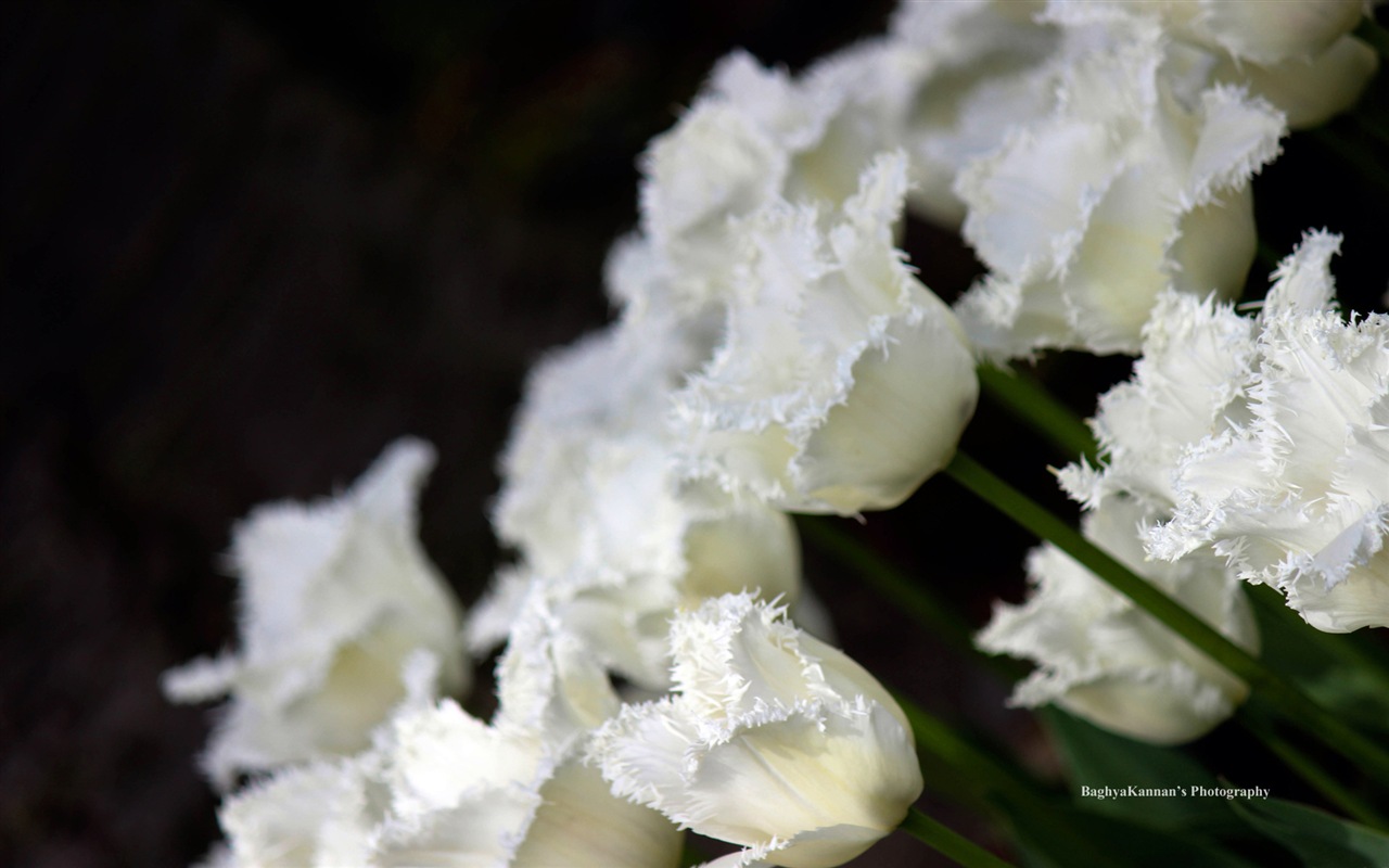 아름다운 튤립 꽃, 윈도우 8 테마의 HD 배경 화면 #8 - 1280x800