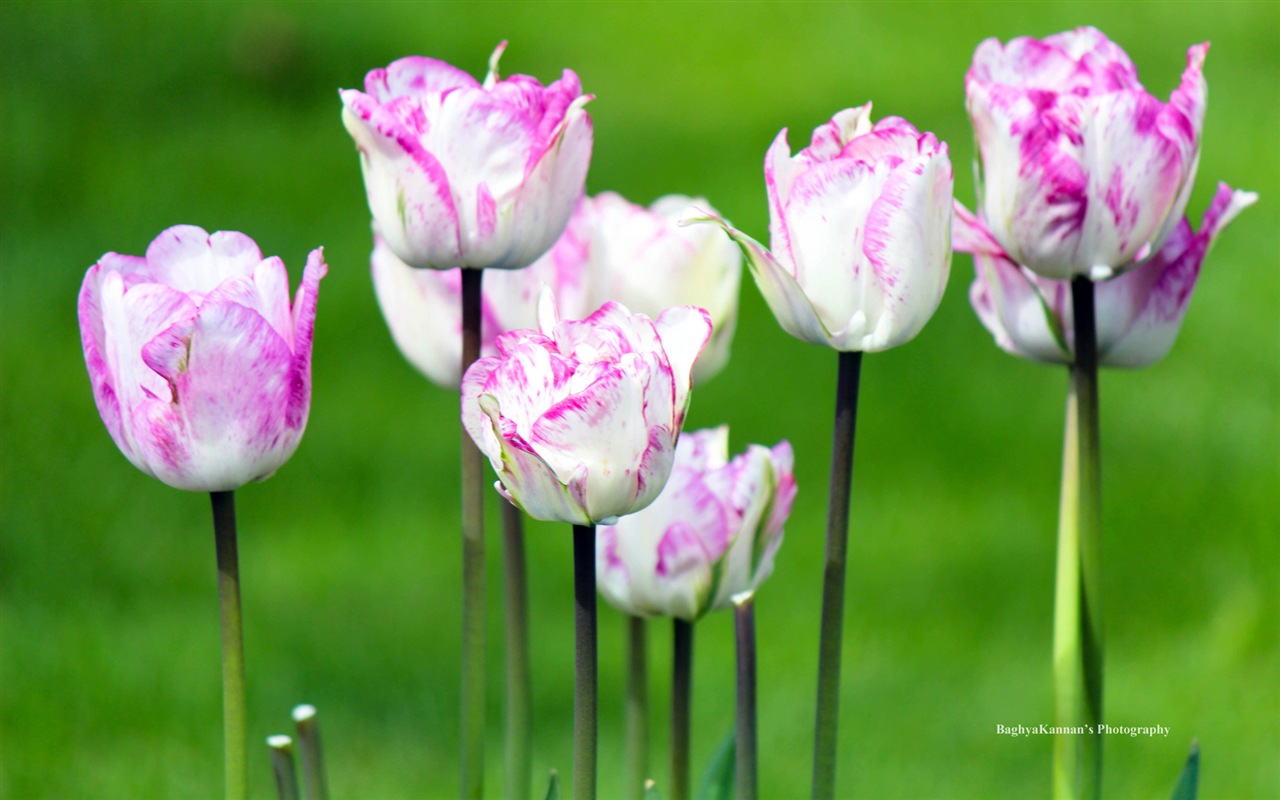 아름다운 튤립 꽃, 윈도우 8 테마의 HD 배경 화면 #9 - 1280x800