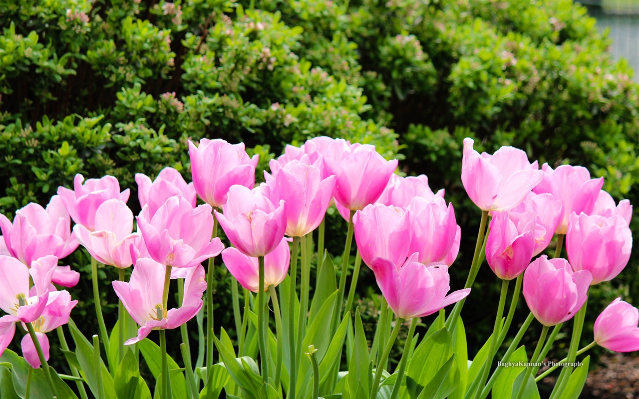Hermosas flores de tulipán, Ventanas fondos de pantalla de alta definición de 8 temáticos #10 - 1280x800