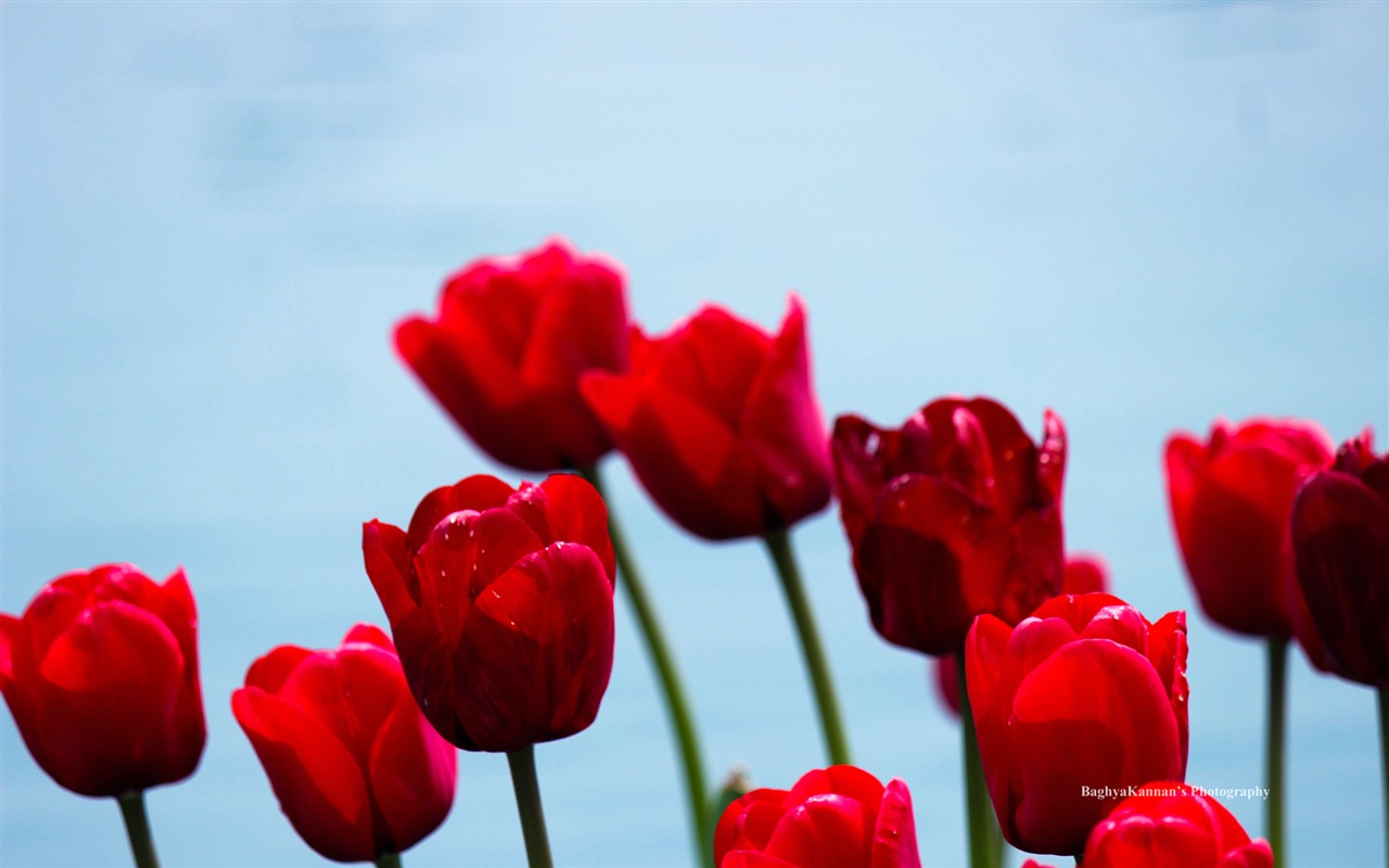 아름다운 튤립 꽃, 윈도우 8 테마의 HD 배경 화면 #13 - 1280x800
