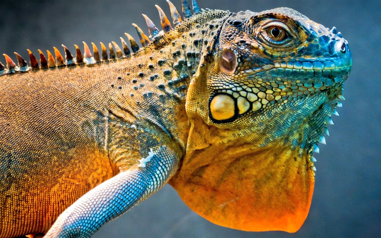 Animales colorido fondos de pantalla de alta definición camaleón #1 - 1280x800