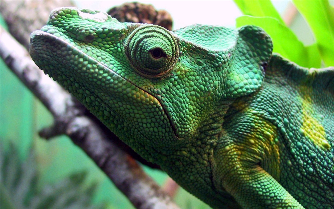 Animales colorido fondos de pantalla de alta definición camaleón #3 - 1280x800